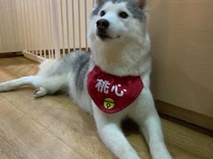 -Husky Go! 哈士奇体验馆·宠物咖啡厅狗咖