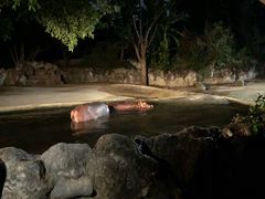 -清迈夜间动物园