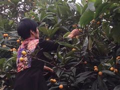 -塘栖枇杷特色园区