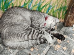 -猫岛主趣味餐厅(鼓浪屿店)