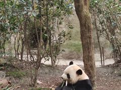 -都江堰中华大熊猫苑