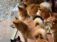-柴犬高等学院·狗咖·柴犬售卖·宠物训练