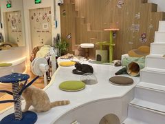 -COLOR PETS 撸猫馆·购猫·猫咖(长风大悦城店)
