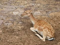 -石家庄市动物园