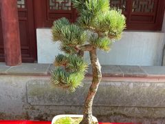 -秋霞圃