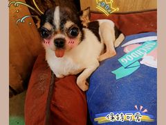 -藦茜花园宠物主题亲子互动体验馆(国顺东路店)