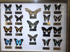 -上海昆虫博物馆