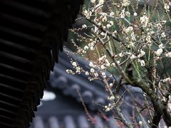 -南京古林公园