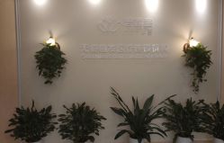-碧莲盛·不剃发植发