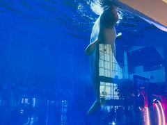 -泉城欧乐堡海洋极地世界