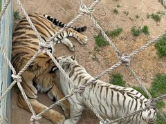 -西霞口神雕山野生动物世界