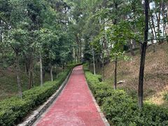 -铁山坪森林公园