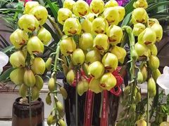 -花鸟鱼虫鲜花绿植市场(玉泉路店)