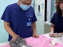 -北京观赏动物医院·24小时大型综合·猫专科·异宠专科