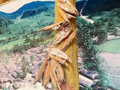 -海南槟榔谷黎苗文化旅游区