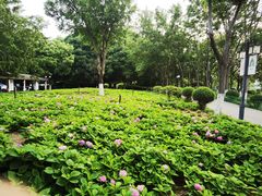 -金银湖国家城市湿地公园