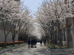 -金陵中学(河西分校)