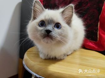 正常猫咪的瞳孔在正常光下，肉眼看起来会是呈黑色的