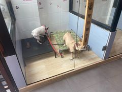 -宠小格时尚宠物生活馆(唐镇店)