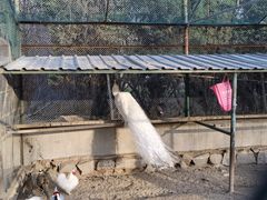 -秦皇岛野生动物园