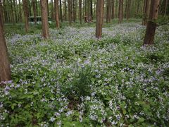 -黄海国家森林公园