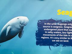 -悉尼海洋生物水族馆
