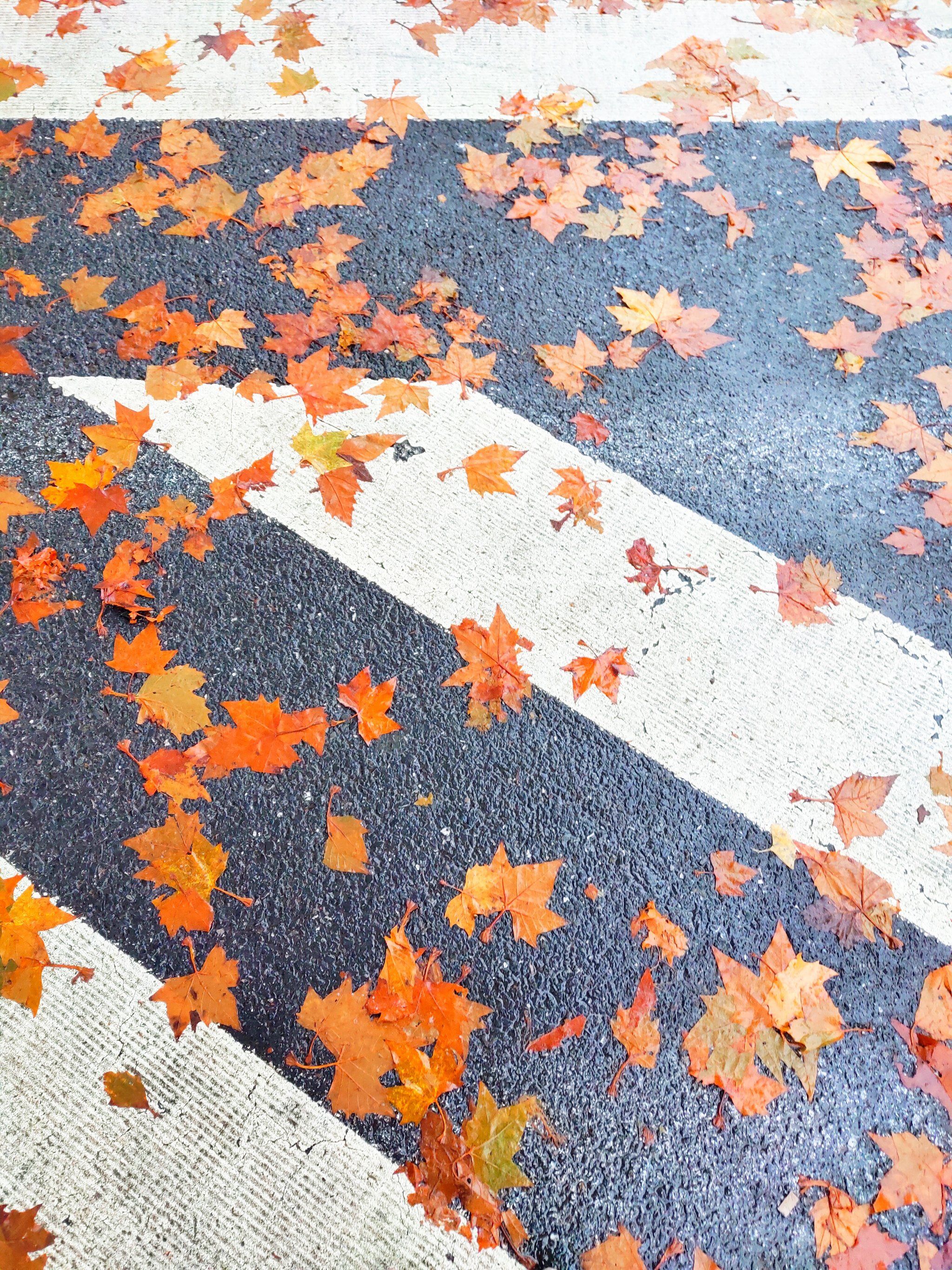 枫叶🍁路太美了