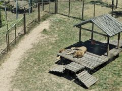 -青藏高原野生动物园