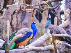 -长鹿旅游休博园