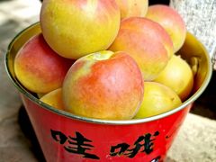 -白鹿原樱桃园