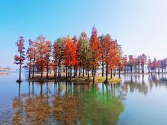 -贡湖湾湿地公园