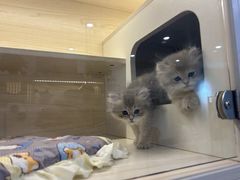 -柚子猫舍·精品猫舍购猫·猫咪认养·购宠·宠物店