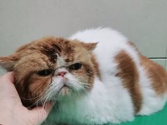 -北京观赏动物医院·24小时大型综合·猫专科·异宠专科