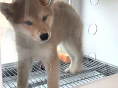 -柴犬高等学院·狗咖·柴犬售卖·宠物训练