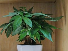 -荷花亭·湖北融合菜(十堰武商MALL店)