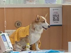 -联合动物医院(光谷诊疗中心)