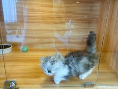 -猫十亿·布偶金渐层·曼基康矮脚猫舍(青年路店)