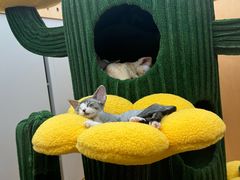 -帕帕拉兹宠物(亚洲旗舰店)