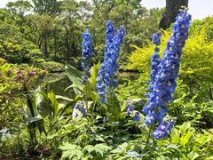 -秋霞圃