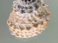 -青岛贝壳博物馆