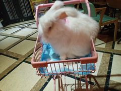 -猫色咖啡·猫咖