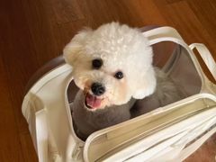 -翊宠yipet猫狗购宠庄园犬舍•猫舍