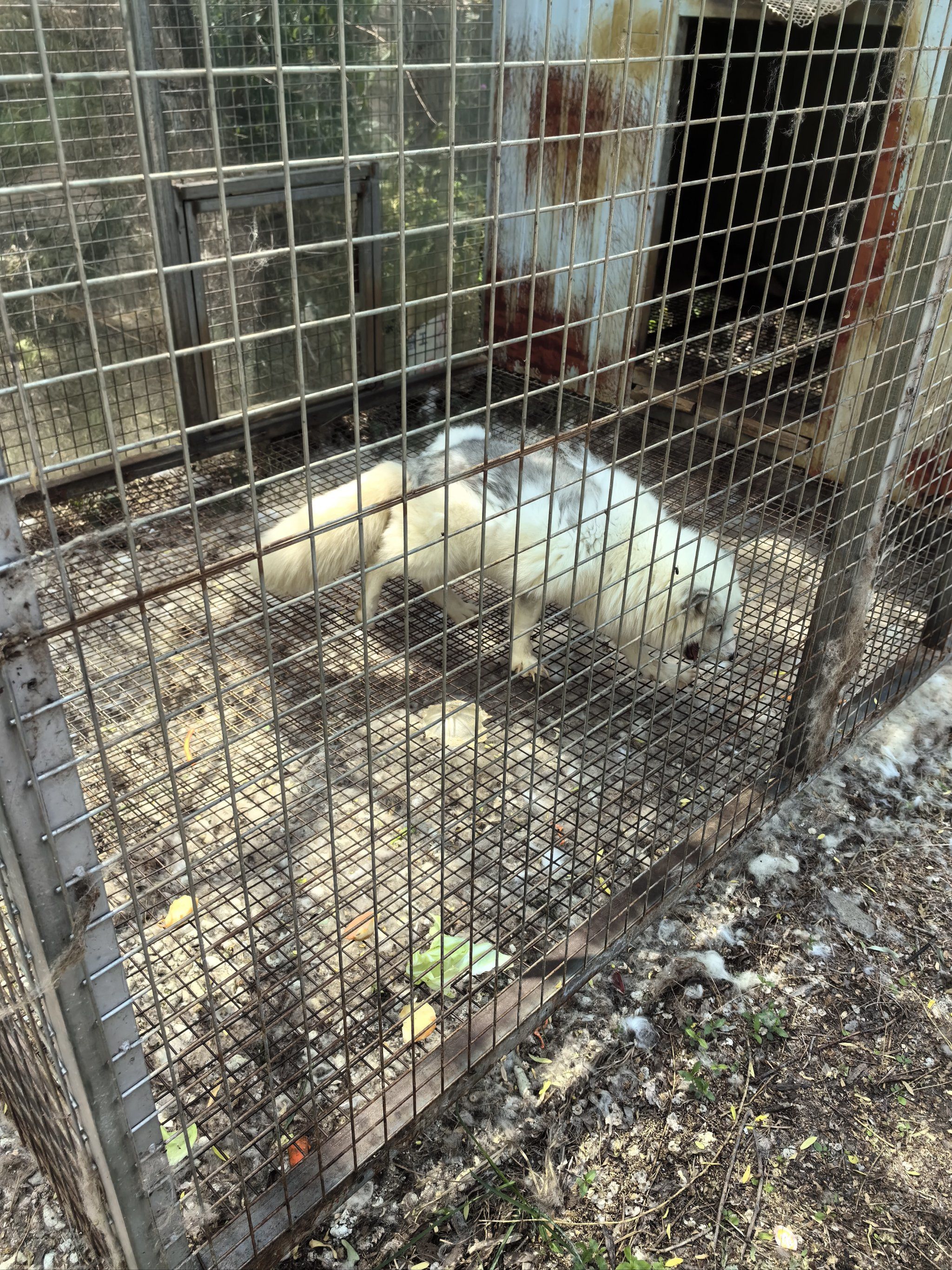 小动物的快乐时光,纪念儿时的铁岭动物园