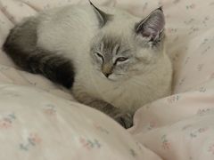 -瑞鹏宠物医院·夜间急症·心超·猫科(祖庙分店)