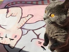 -Sweet cat·星愿猫咖(国贸大厦店)