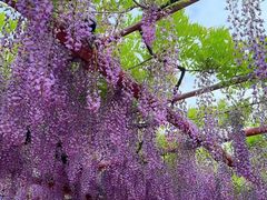 -嘉定紫藤园