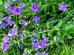 -国家植物园南园