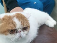 -嘉馨宠物医院·CT影像转诊·心脏科·犬猫全科诊疗中心(下沙大学城院区)