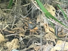 -龙坑生态保护区