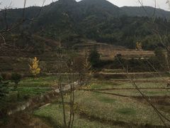 -南雄冯屋银杏山庄